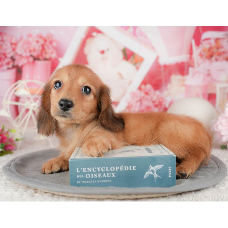 販売中の千葉県のミニチュアダックスフンド(ロングヘアード)-448211の5枚目