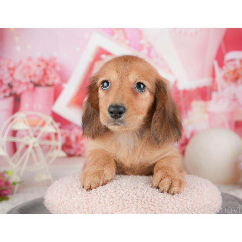 販売中の千葉県のミニチュアダックスフンド(ロングヘアード)-448211の4枚目