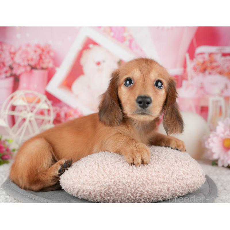 販売中の千葉県のミニチュアダックスフンド(ロングヘアード)-448211の3枚目