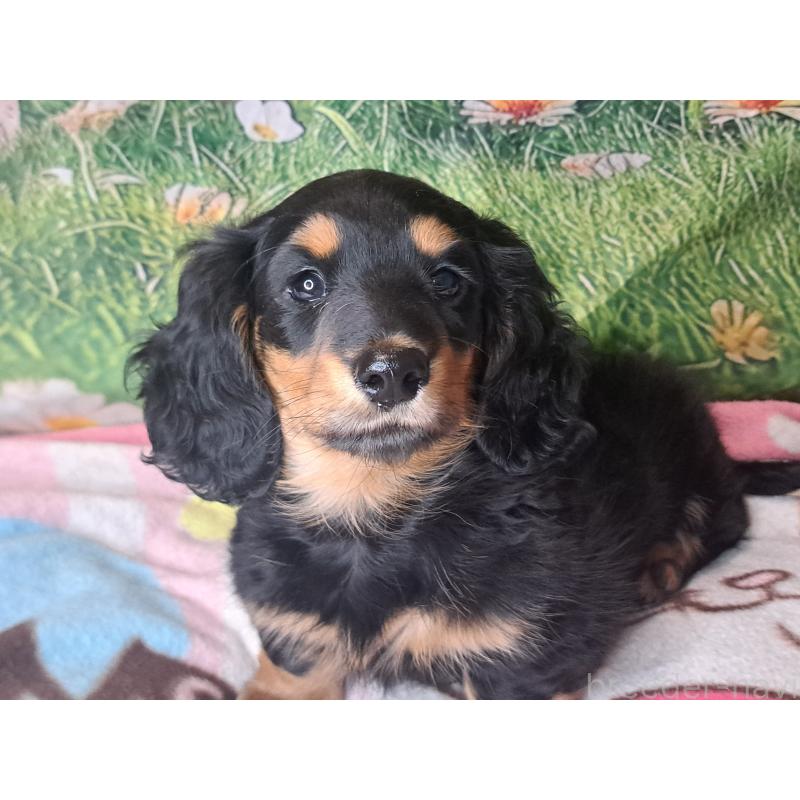 商談中の愛知県のミニチュアダックスフンド(ロングヘアード)-440447の11枚目