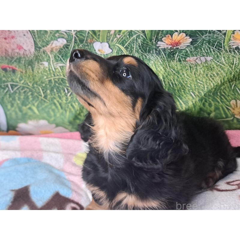 商談中の愛知県のミニチュアダックスフンド(ロングヘアード)-440447の10枚目