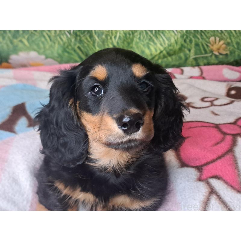 商談中の愛知県のミニチュアダックスフンド(ロングヘアード)-440447の8枚目