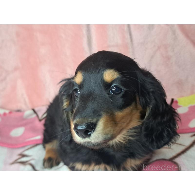 商談中の愛知県のミニチュアダックスフンド(ロングヘアード)-440447の7枚目