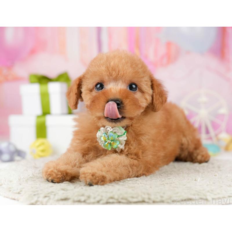 販売中の東京都のトイプードル-448719の7枚目