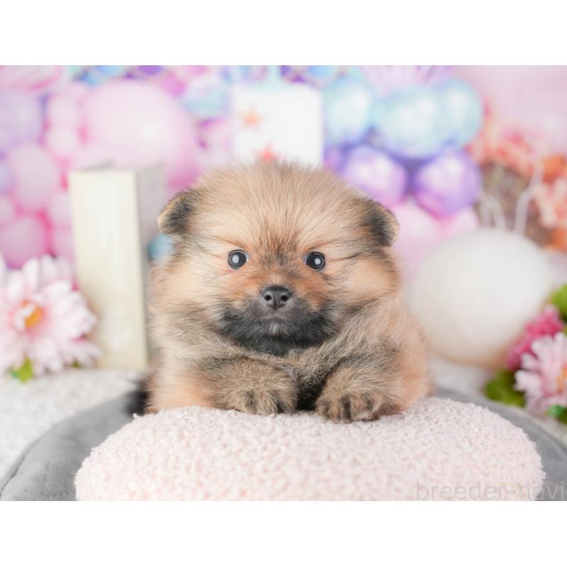 販売中の千葉県のポメラニアン-448210の1枚目