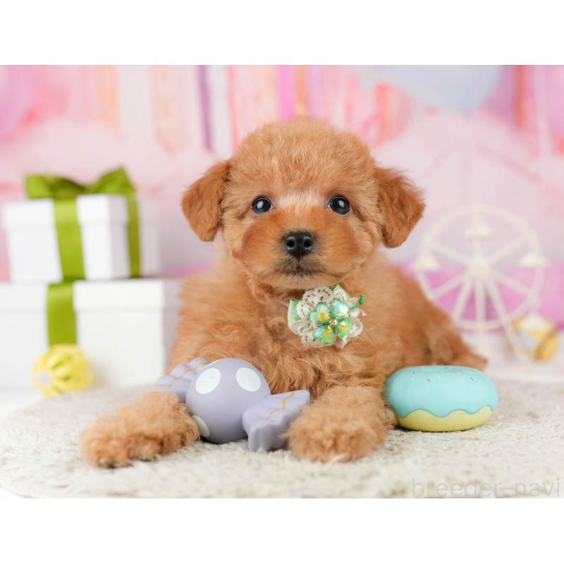 販売中の東京都のトイプードル-448719の5枚目