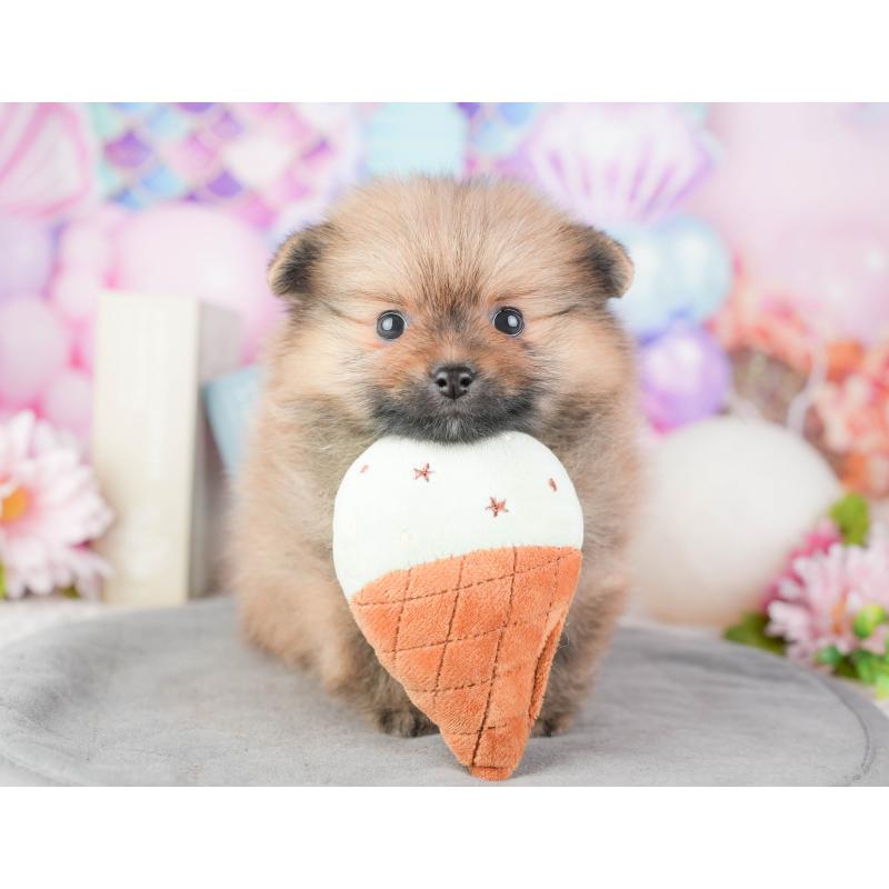 販売中の千葉県のポメラニアン-448210の11枚目