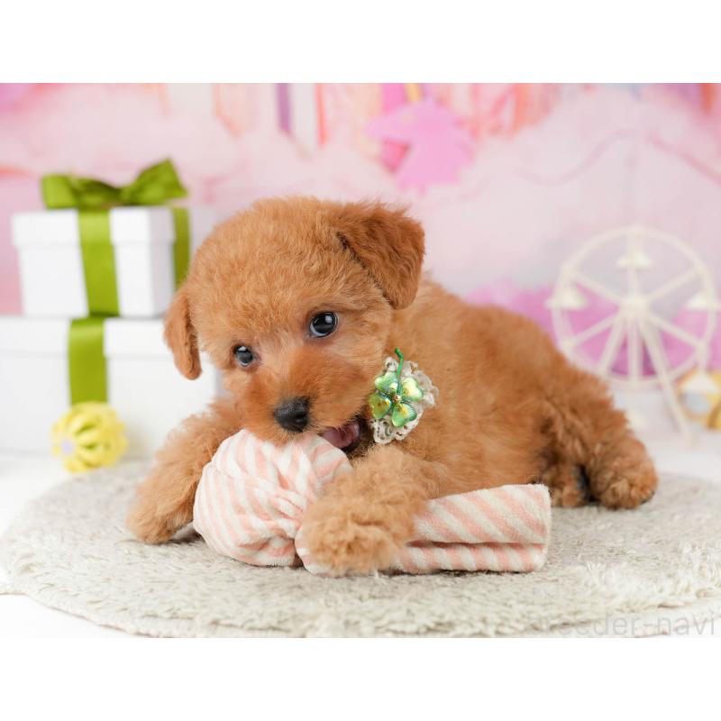 販売中の東京都のトイプードル-448719の4枚目