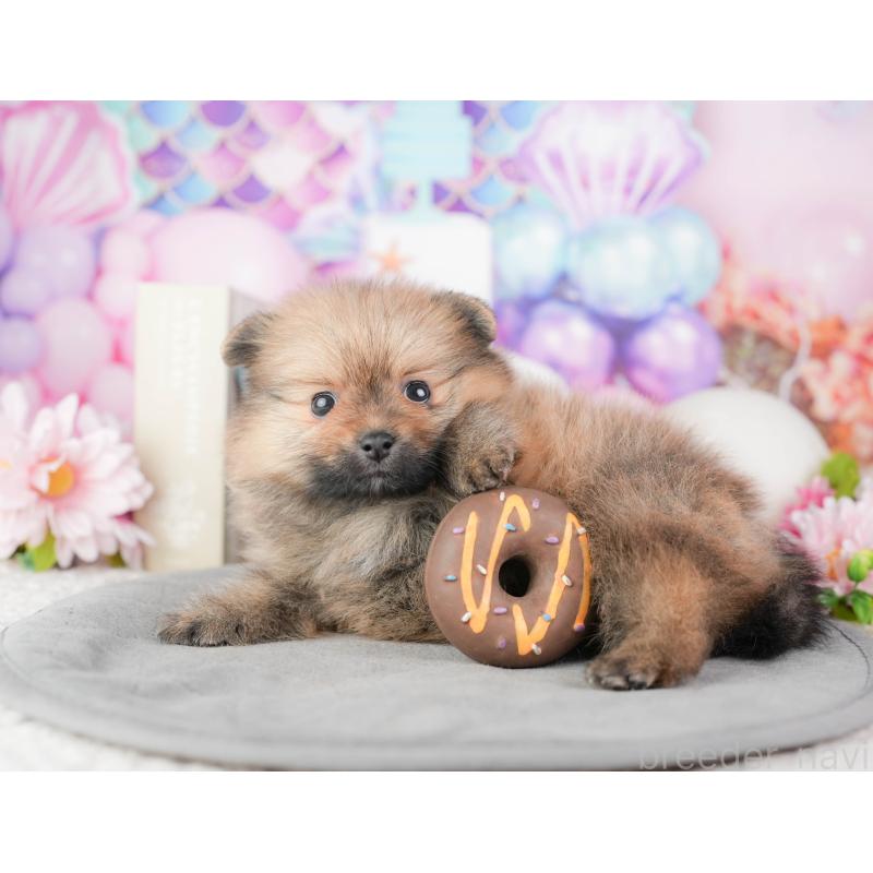 販売中の千葉県のポメラニアン-448210の10枚目