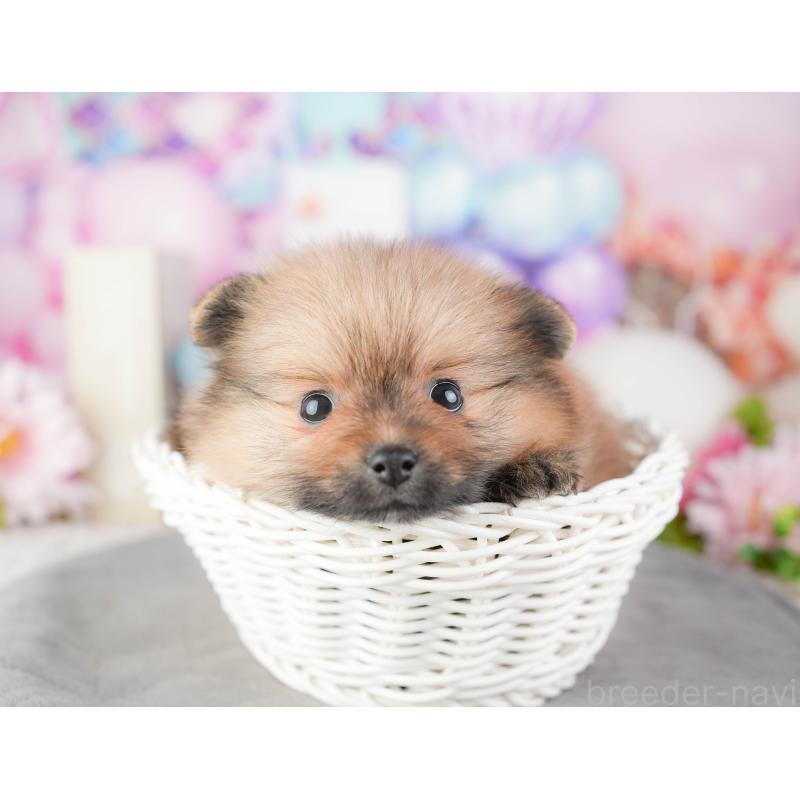 販売中の千葉県のポメラニアン-448210の9枚目