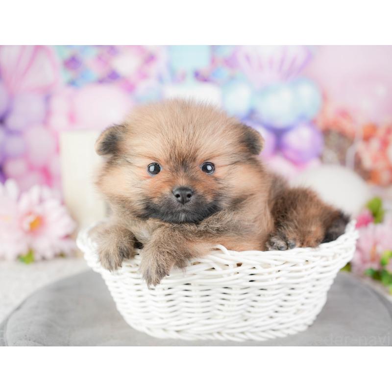 販売中の千葉県のポメラニアン-448210の8枚目