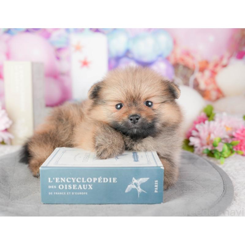 販売中の千葉県のポメラニアン-448210の7枚目