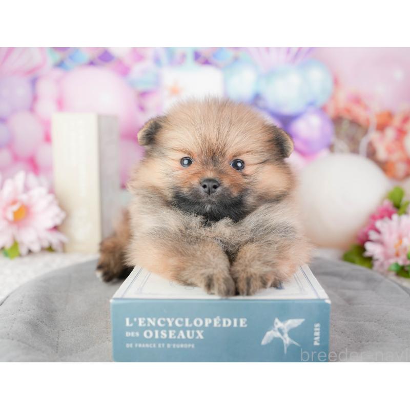 販売中の千葉県のポメラニアン-448210の6枚目