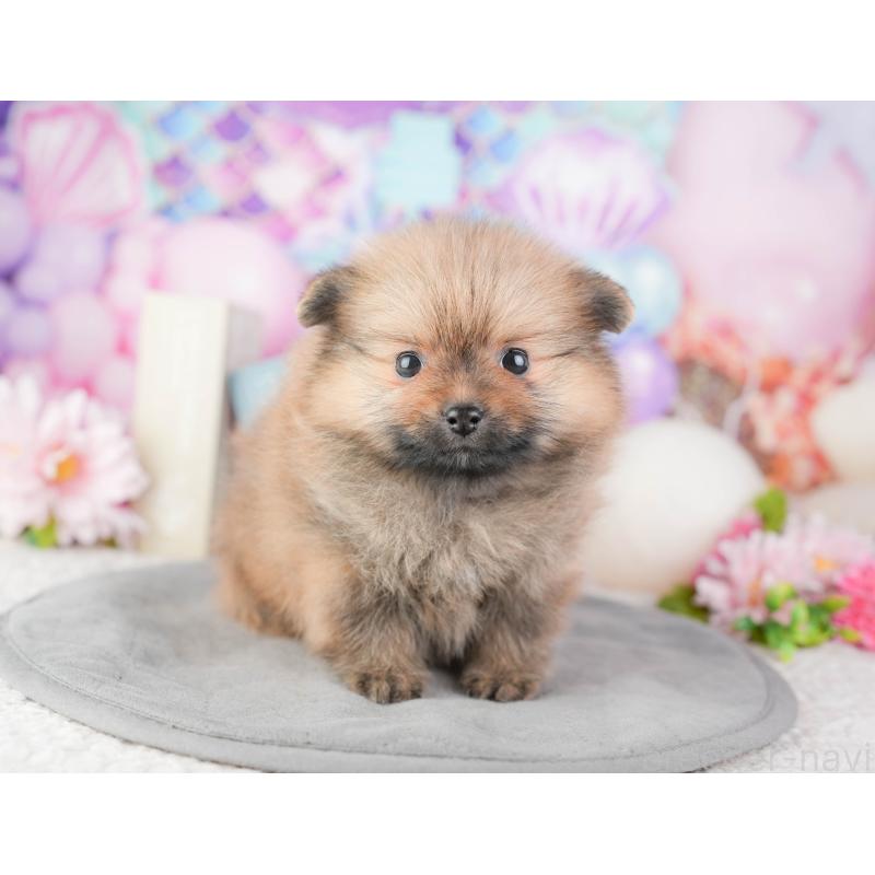 販売中の千葉県のポメラニアン-448210の4枚目