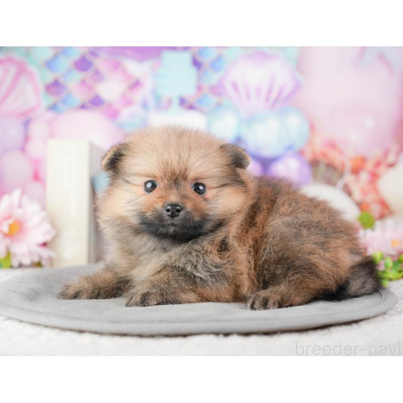 販売中の千葉県のポメラニアン-448210の3枚目