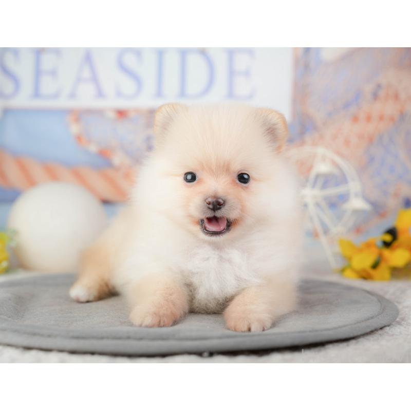 販売中の千葉県のポメラニアン-448209