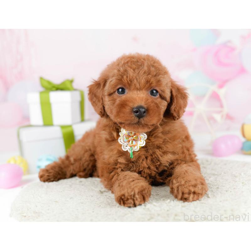 販売中の東京都のトイプードル-448724の7枚目