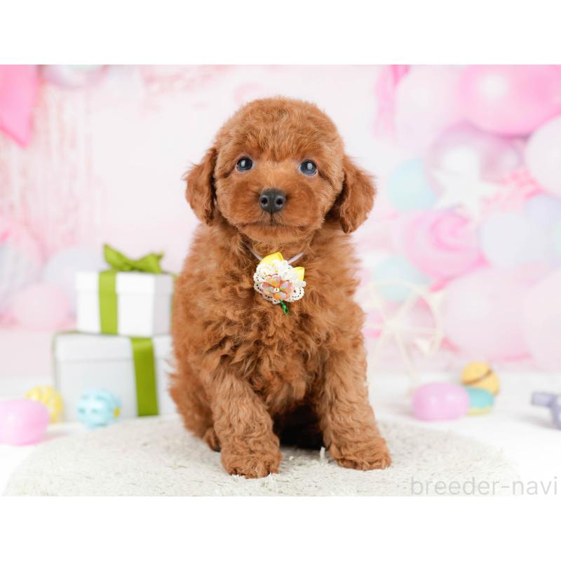 販売中の東京都のトイプードル-448724の6枚目