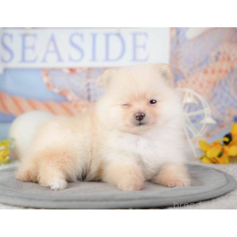 販売中の千葉県のポメラニアン-448209の11枚目