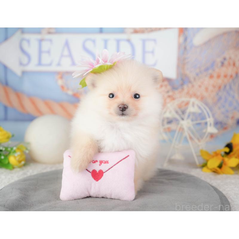 販売中の千葉県のポメラニアン-448209の10枚目