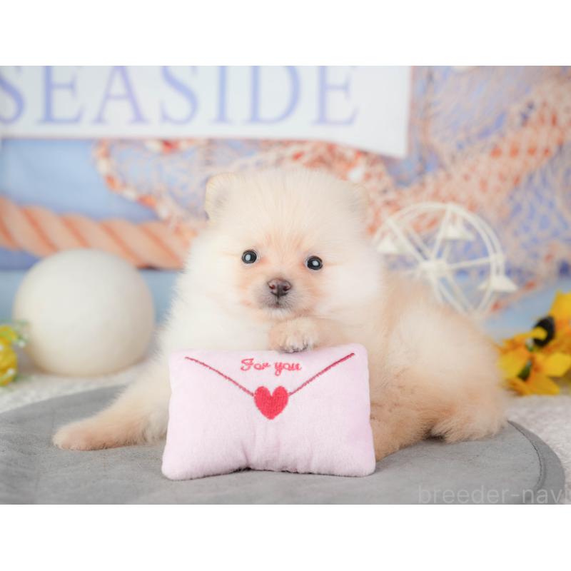 販売中の千葉県のポメラニアン-448209の9枚目