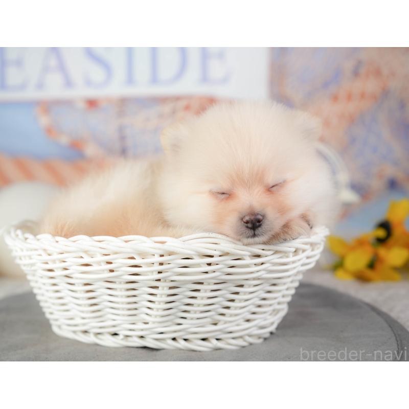 販売中の千葉県のポメラニアン-448209の8枚目