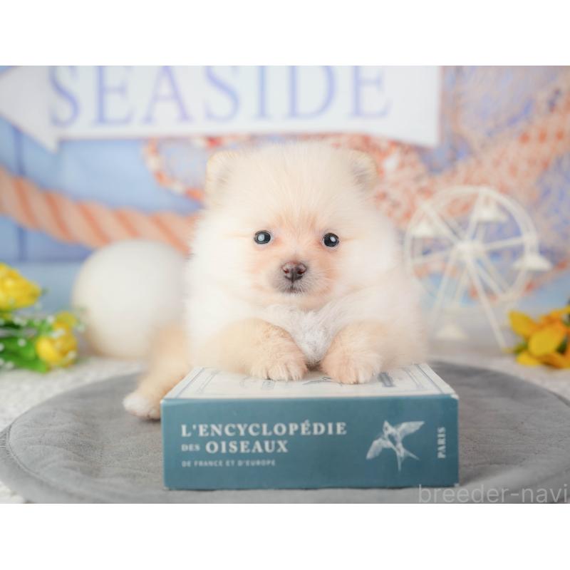 販売中の千葉県のポメラニアン-448209の6枚目