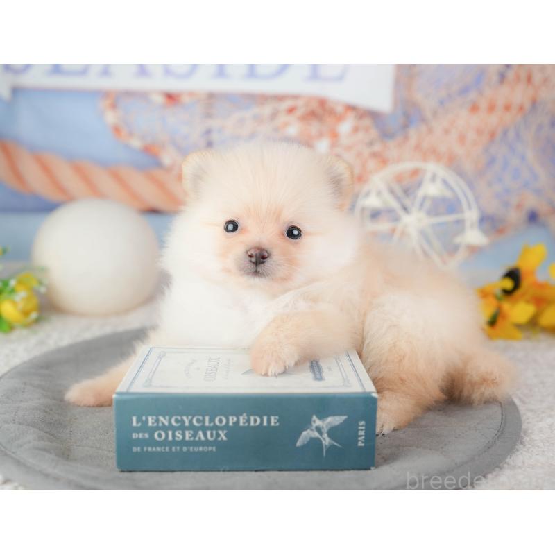 販売中の千葉県のポメラニアン-448209の5枚目