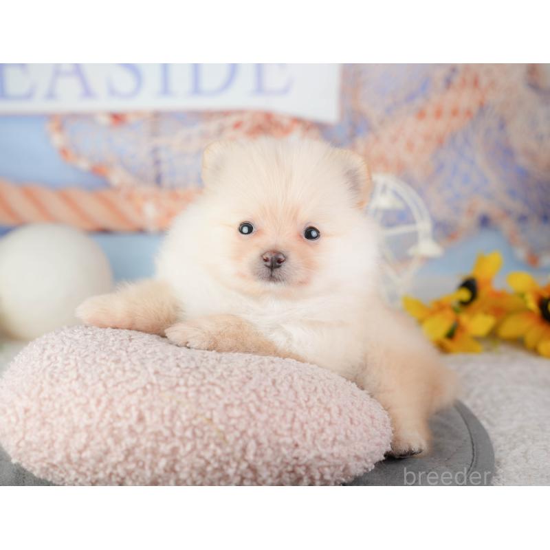 販売中の千葉県のポメラニアン-448209の4枚目