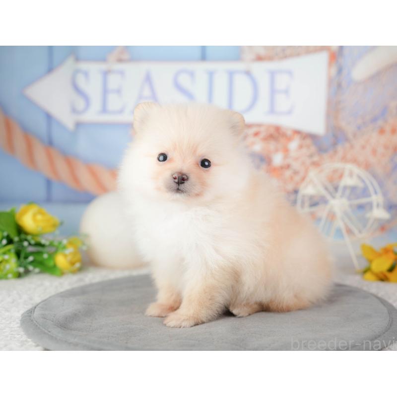 販売中の千葉県のポメラニアン-448209の3枚目