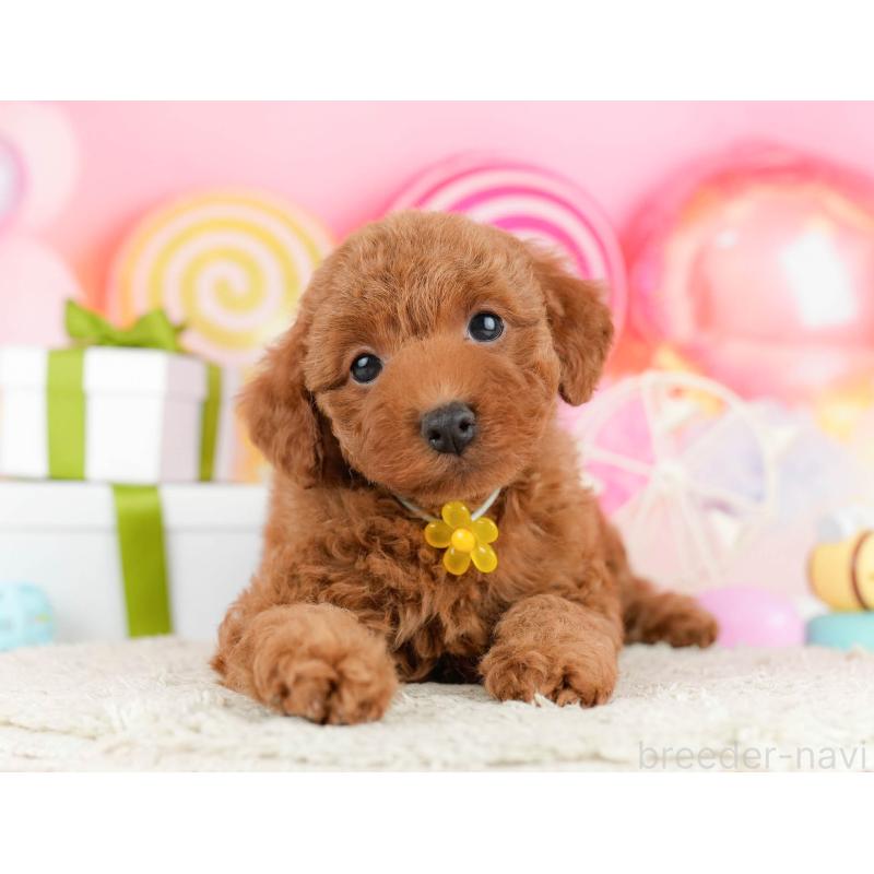 販売中の東京都のトイプードル-448729の7枚目