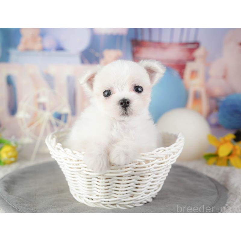 販売中ののマルチーズ-448208