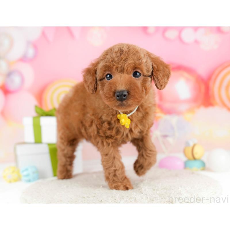 販売中の東京都のトイプードル-448729の6枚目