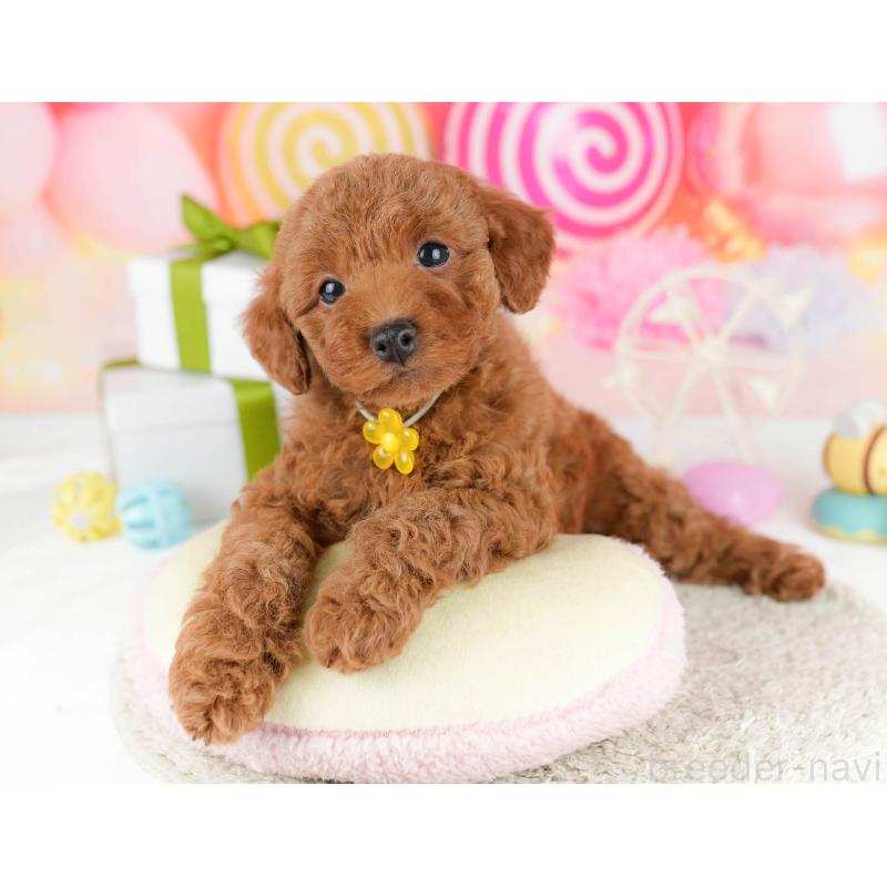 販売中の東京都のトイプードル-448729の5枚目