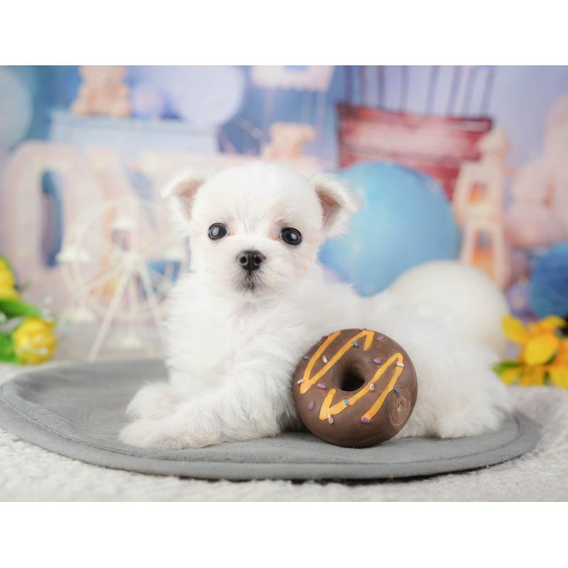 販売中の千葉県のマルチーズ-448208の10枚目