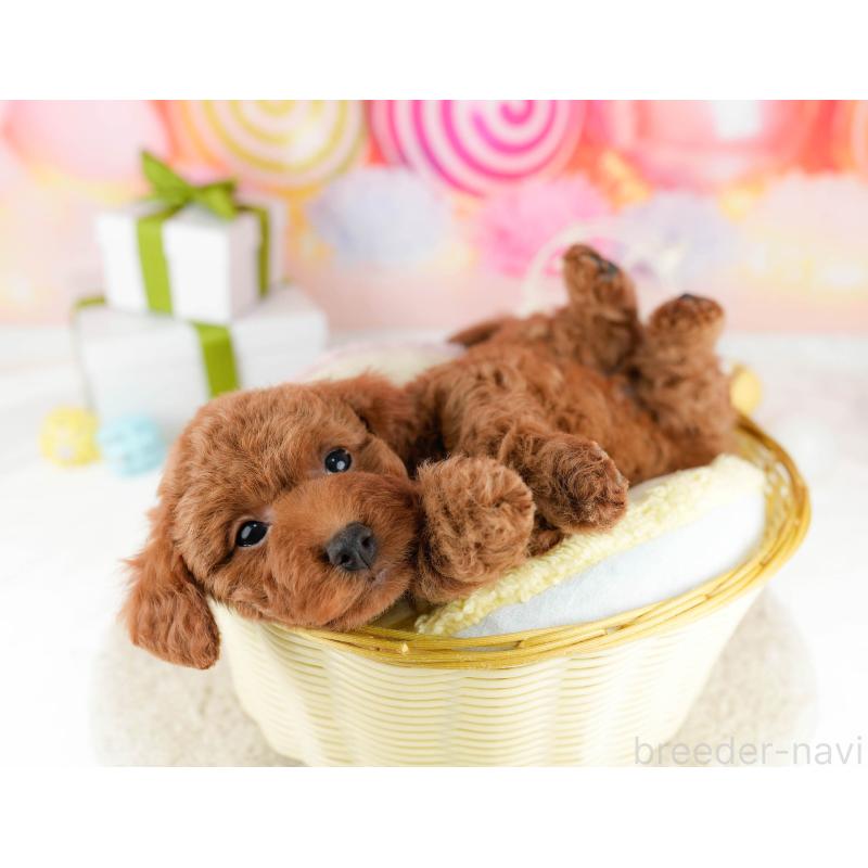 販売中の東京都のトイプードル-448729の3枚目