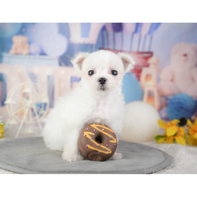 販売中の千葉県のマルチーズ-448208の9枚目