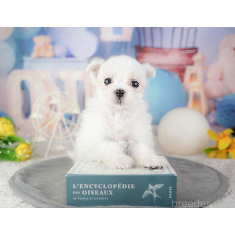 販売中の千葉県のマルチーズ-448208の8枚目