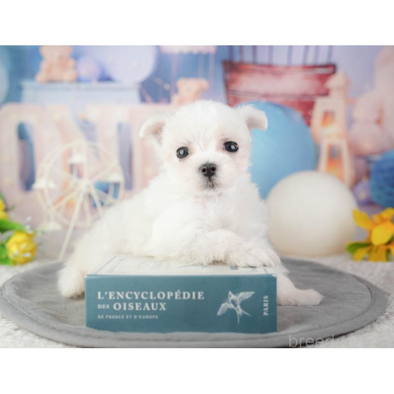 販売中の千葉県のマルチーズ-448208の7枚目