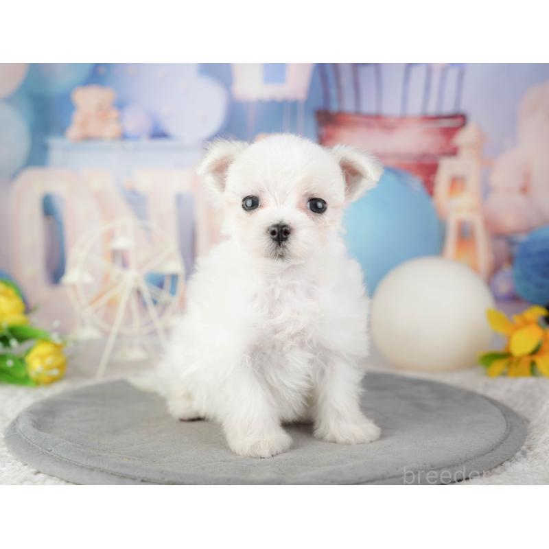 販売中の千葉県のマルチーズ-448208の6枚目