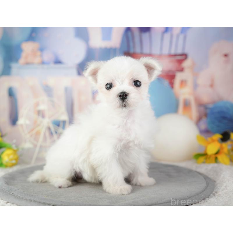 販売中の千葉県のマルチーズ-448208の5枚目