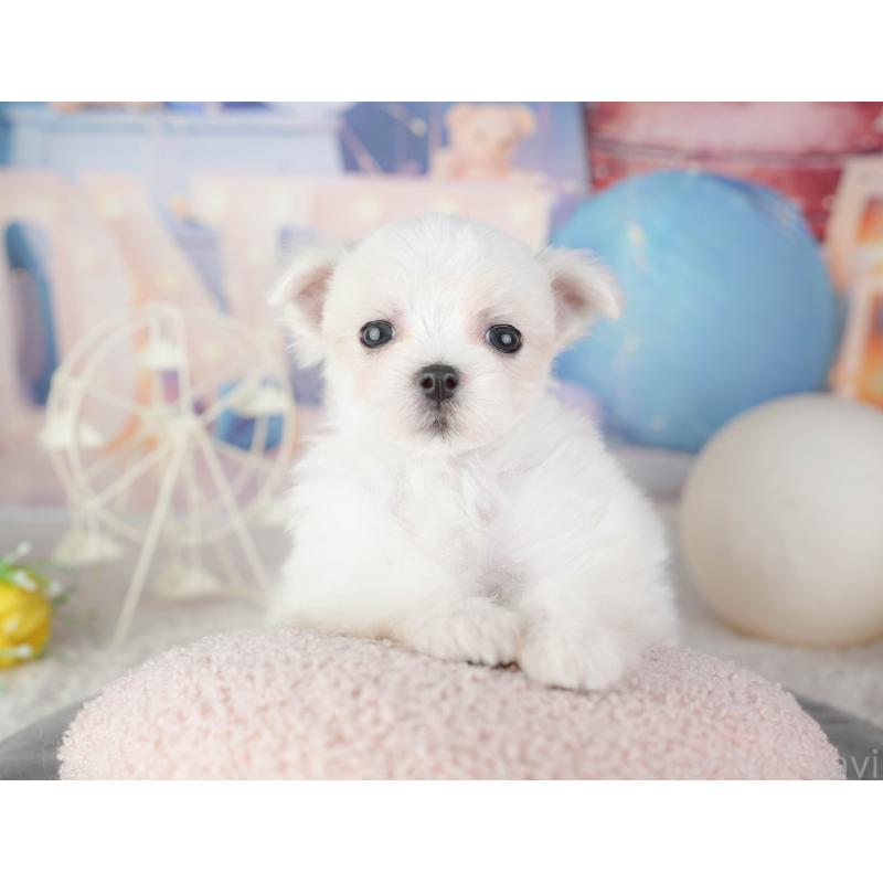 販売中の千葉県のマルチーズ-448208の4枚目