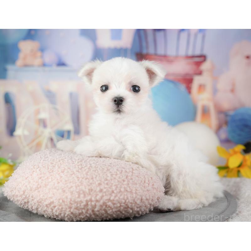 販売中の千葉県のマルチーズ-448208の3枚目