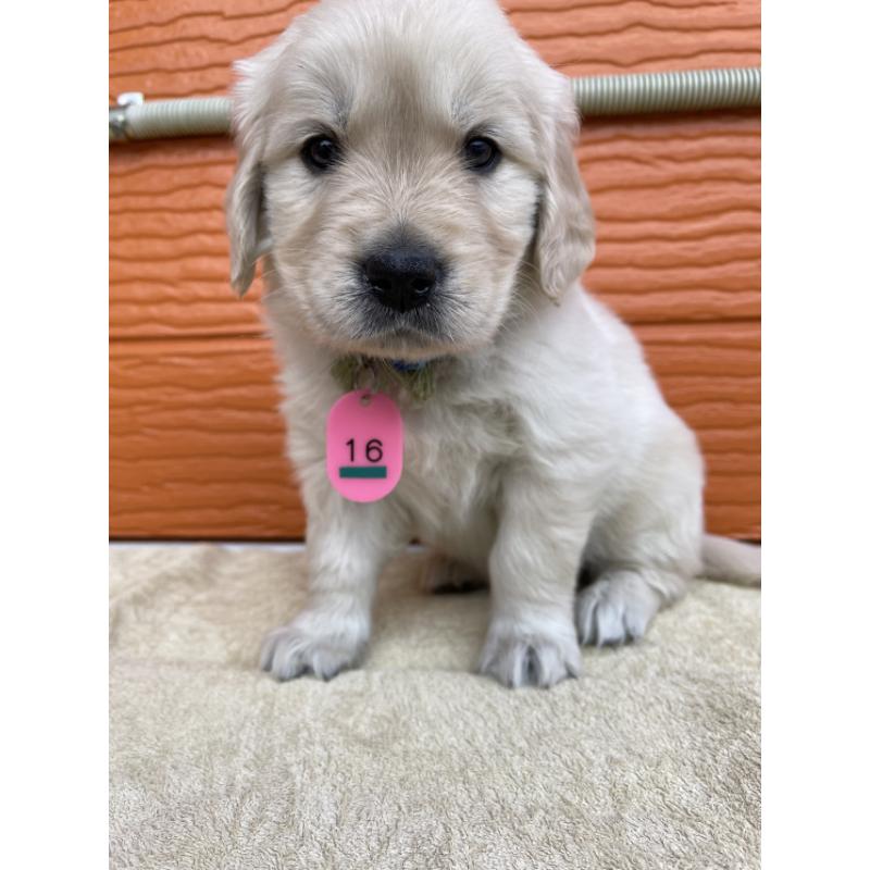 販売中の茨城県のゴールデンレトリーバー-447943の8枚目