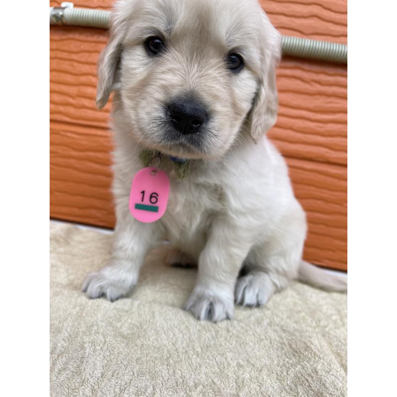 販売中の茨城県のゴールデンレトリーバー-447943の6枚目