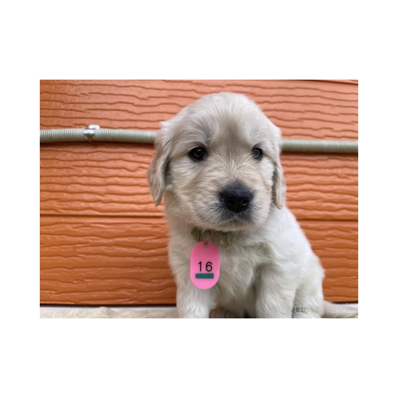 販売中の茨城県のゴールデンレトリーバー-447943の5枚目