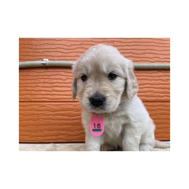 販売中の茨城県のゴールデンレトリーバー-447943の4枚目