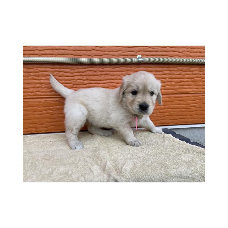 販売中の茨城県のゴールデンレトリーバー-447943の3枚目