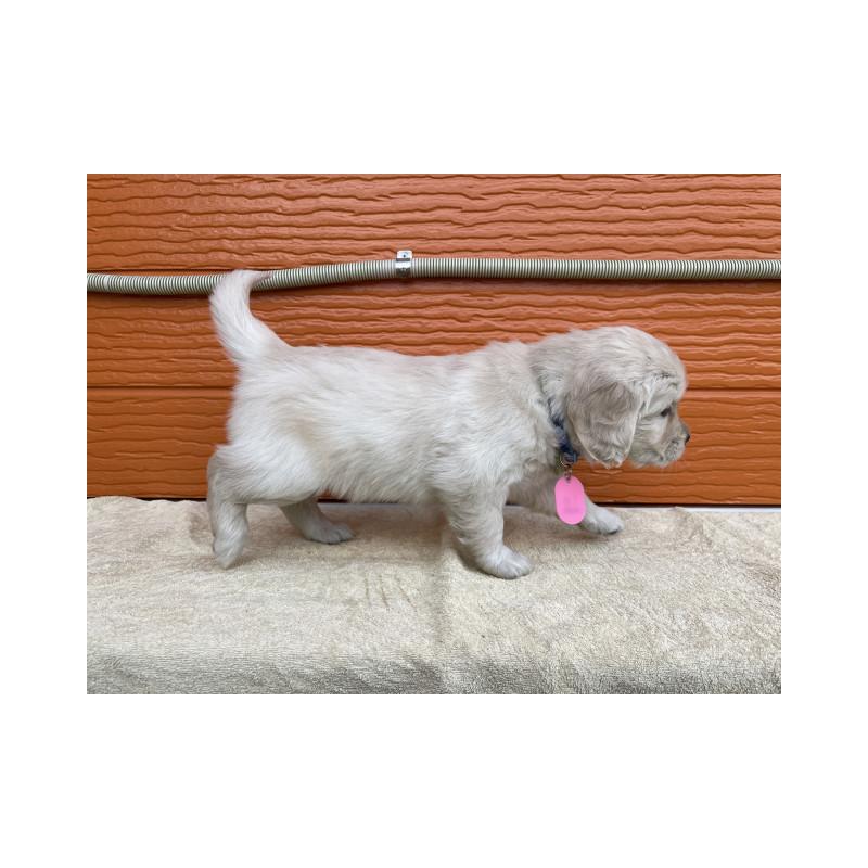 販売中の茨城県のゴールデンレトリーバー-447943の2枚目