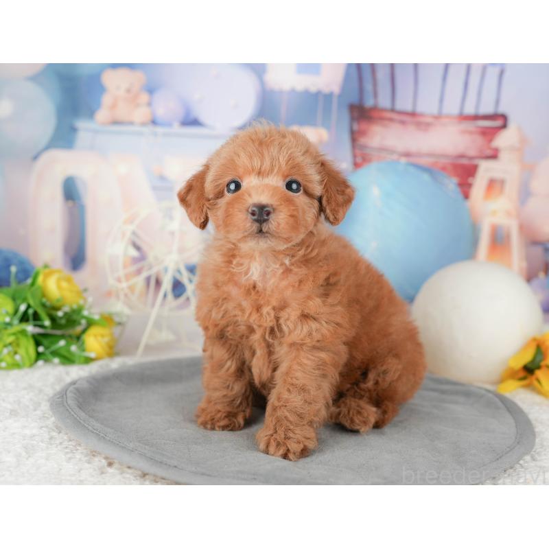 販売中の千葉県のトイプードル-448205